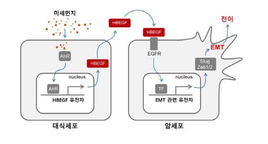 한국생명공학연구원은 미세먼지가 면역을 담당하는 대식세포를 자극해 암세포 전이를 촉진한다는 사실을 규명했다. 사진은 미세먼지에 의한 암세포의 전이 증가 과정 모식도  생명연